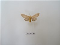 藏品(八點灰燈蛾)的圖片